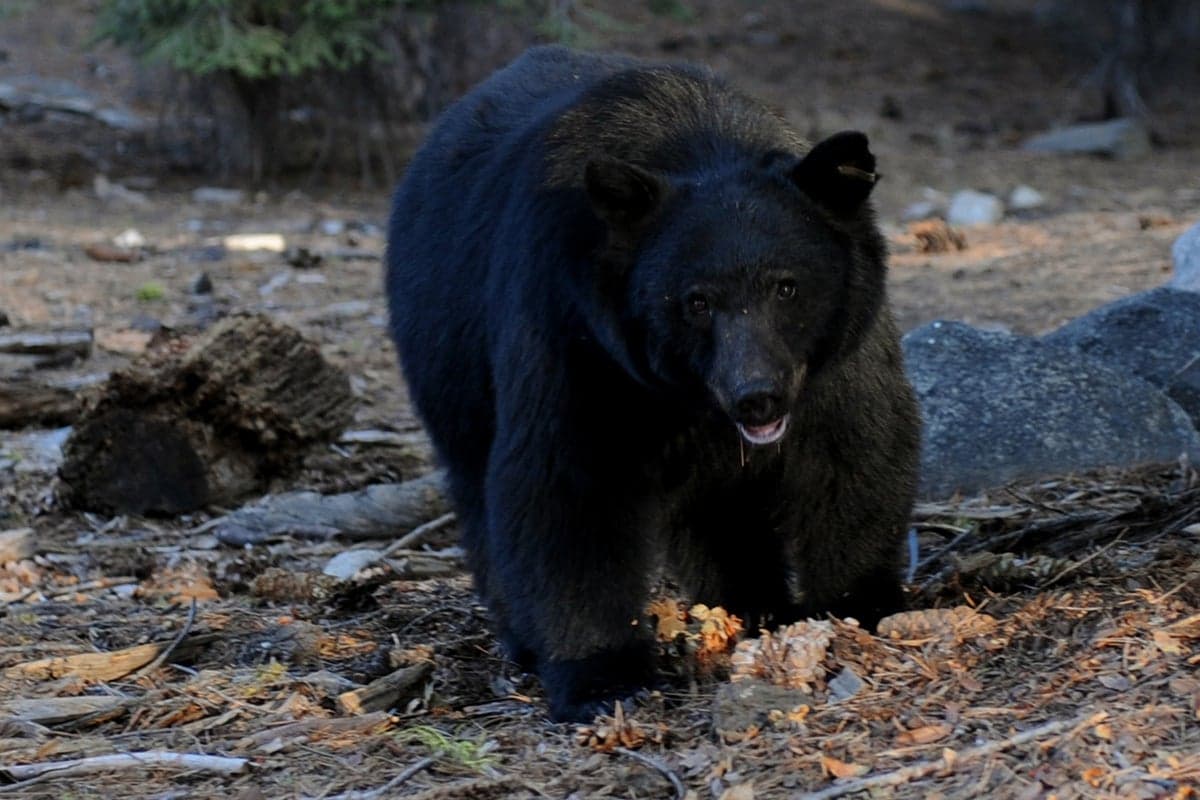 ‘I’m a little sad over my KFC’: Bear bursts into Kentucky woman’s home and steals her dinner