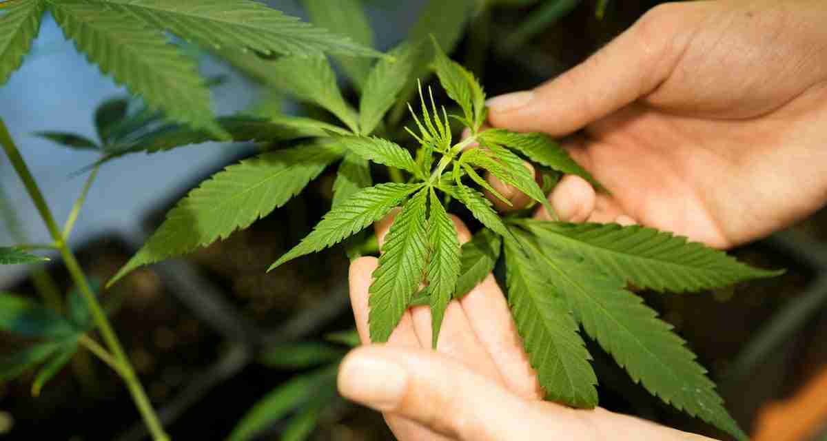 Germany passes law to legalise cannabis – the ninth country to do so