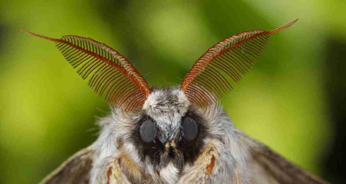 Weird insects you may find in your garden