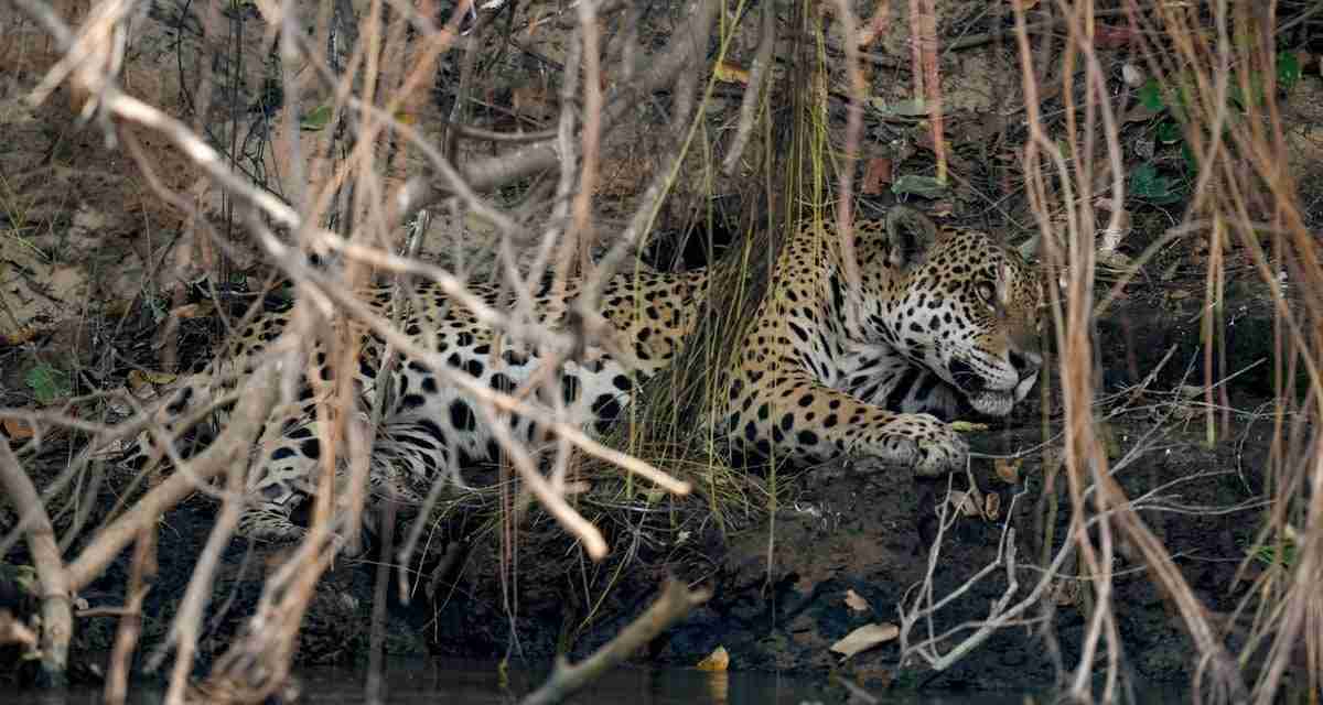Monkeys and snakes unable to escape as raging wildfires scorch wetlands in Brazil
