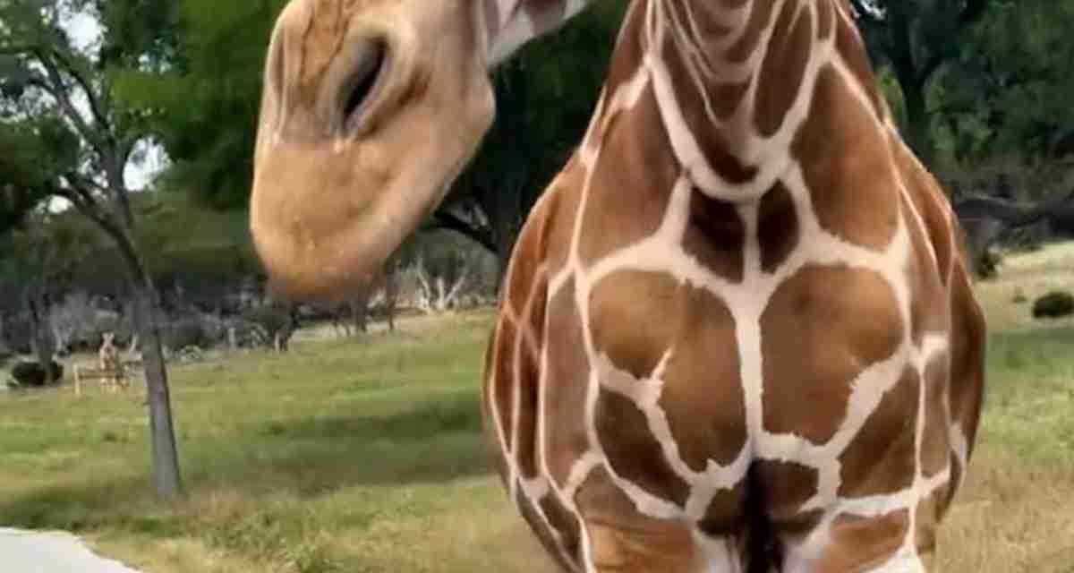 Giraffe drags toddler from inside car at safari park