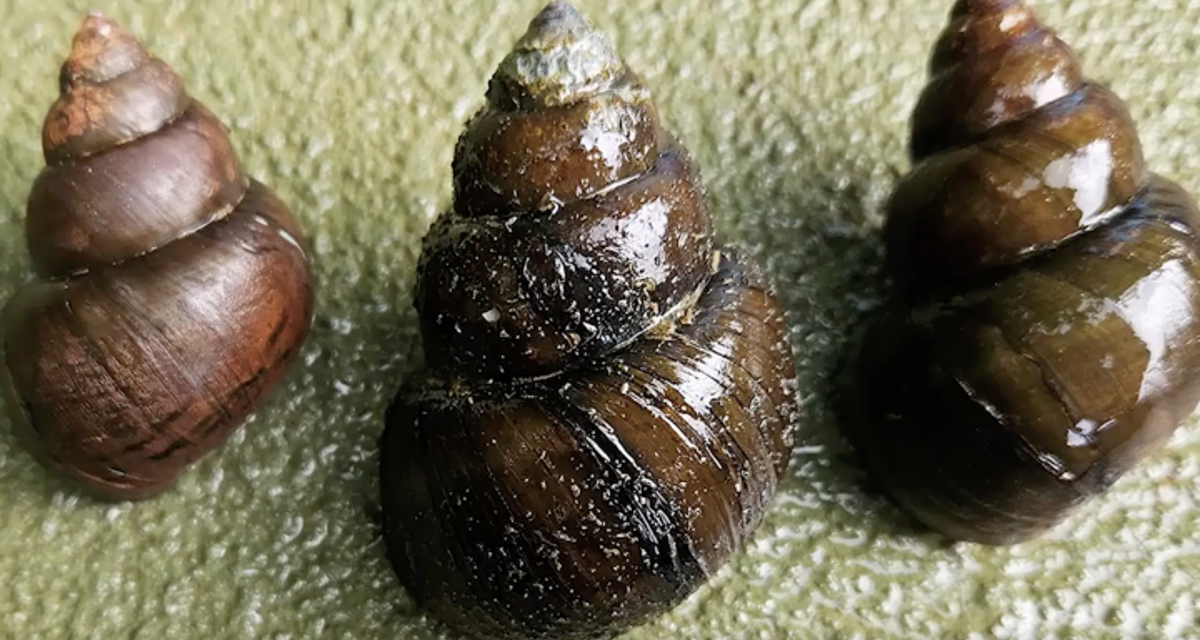 Invasive ‘mystery’ snail sightings prompt warnings in Georgia