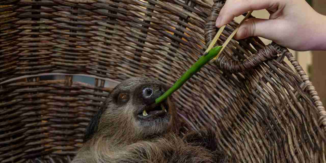 Should You Hug a Sloth? Advocates Raise Concern Over Petting Zoos