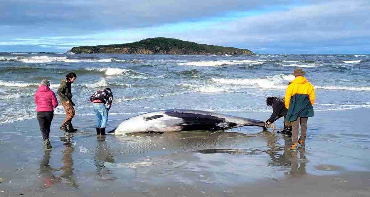 The world’s rarest whale has never been seen alive – scientists may have a breakthrough