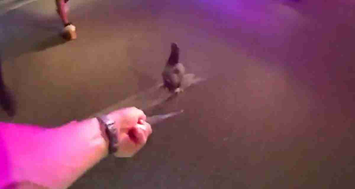 Runaway chicken leads Florida police officers on foot chase after being rescued from car