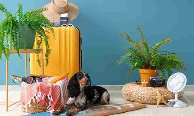 How to keep your greenery thriving during late-summer getaways