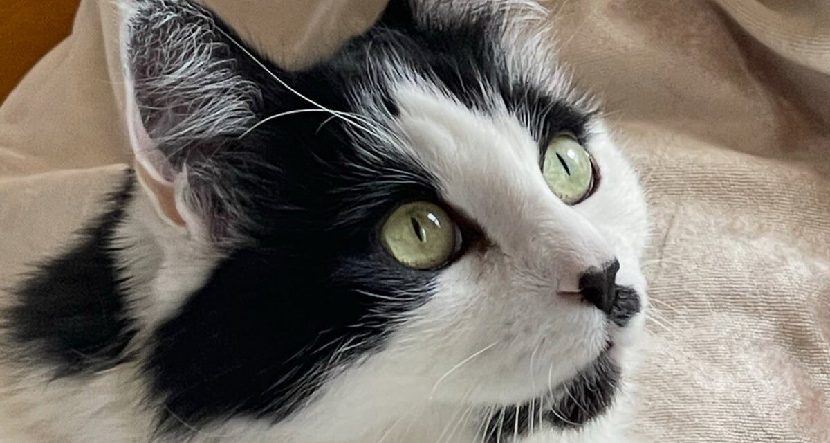 Woman wins full custody of cat after two-year legal battle with friend who didn’t return it after pet-sitting