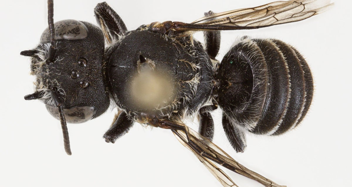 ‘Lucifer’ bee with devil-like horns discovered in Australia’s goldfields