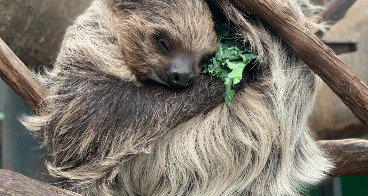 Famous National Zoo sloth dies after rapid health decline