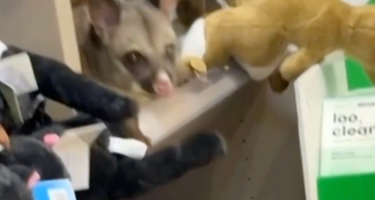 Real possum shocks staff after hiding amid toy animals in Australian airport gift shop