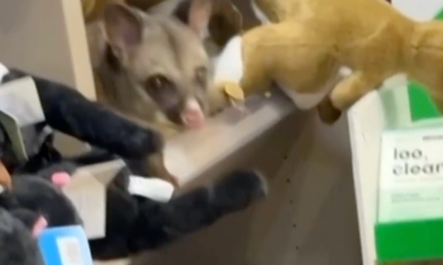 Real possum shocks staff after hiding amid toy animals in Australian airport gift shop