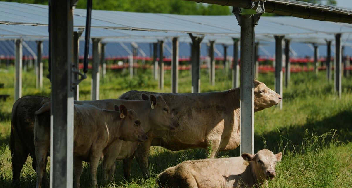 Solar ranch in Tennessee aims to prove grazing cattle under the panels is a farmland win-win
