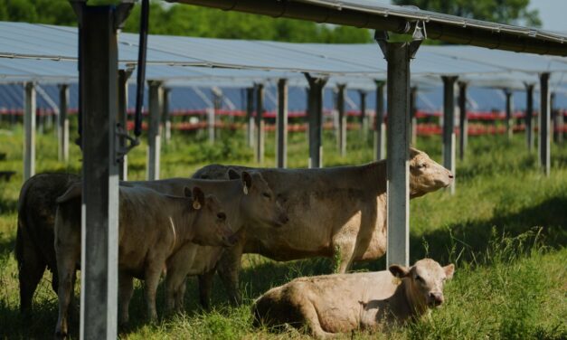 Solar ranch in Tennessee aims to prove grazing cattle under the panels is a farmland win-win